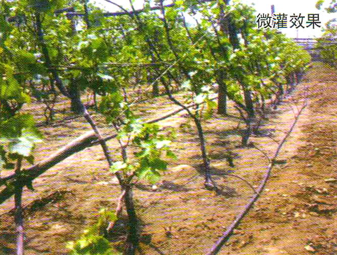 10-微灌（guàn）效果.jpg